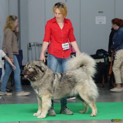 IDS PRAGA'18 - VALKYRIA - NAJLEPSZA DOROSŁA SUKA, ZWYCIĘZCA PŁCI PRZECIWNEJ, CAC, CACIB